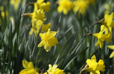 spring daffodils (narcissus)