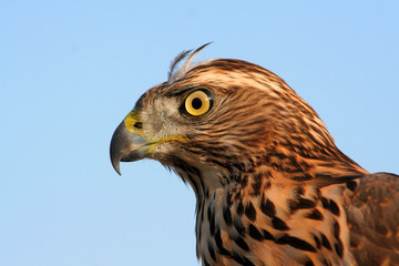 falcon