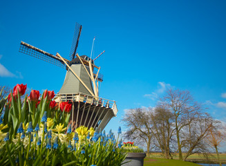 dutch windmill and tulips © Eric Gevaert
