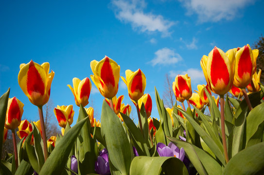 colorful dutch tulips