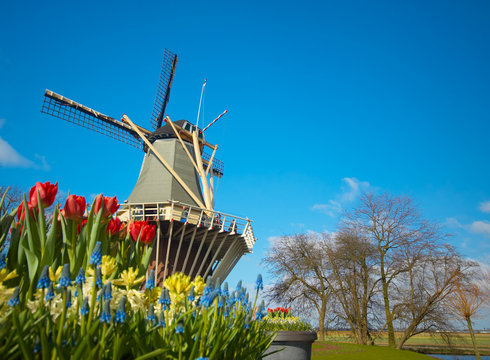 dutch windmill and tulips