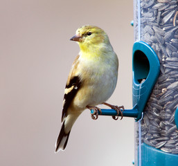 american goldfinch - winter male