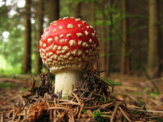 toadstool baby