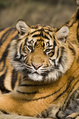Fototapeta na wymiar Tygrys sumatrzański