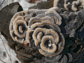 mushrooms on stump