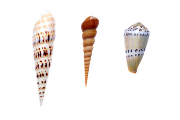 seashells