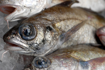 tacaud frais