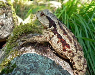far-eastern toad (bufo gargarizans) 6