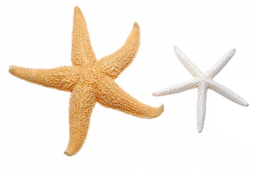 starfish © Jacek Chabraszewski