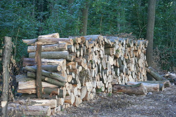 pile of logs