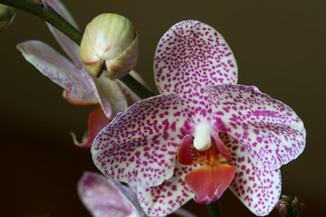moth orchid