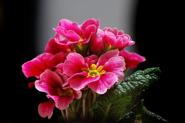 Fototapeta premium colorful flower