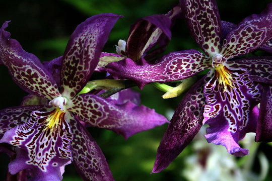 spotted orchids