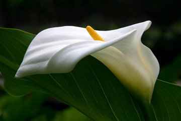 white calla lily profile with dark green foliage background - obrazy, fototapety, plakaty