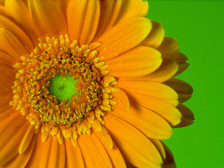 yellow flower