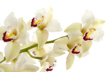 Fototapeta premium orchid