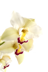 Obraz na płótnie Canvas orchid