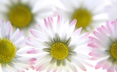 Photo sur Plexiglas Macro marguerites blanches de printemps