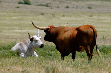 longhorn steer grazing