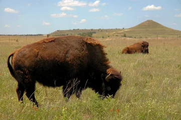 Fotobehang buffalo grazing on prairie © Stanley Rippel