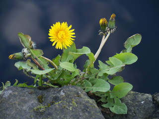 dandelion
