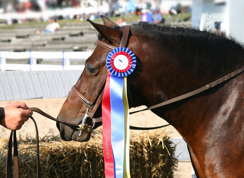 horse show grand champion head profile with tri-color ribbon