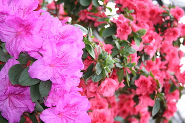 azalea rhododendron