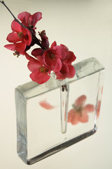 japanese quince blossom