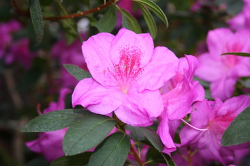azalea rhododendron