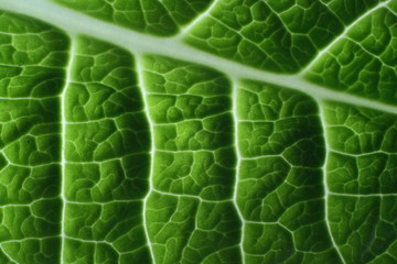 leaf closeup