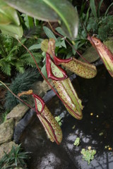 tropical plant nepenthes - predator