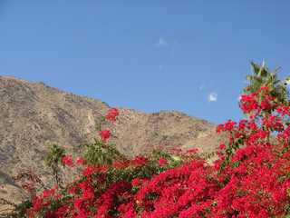 floral mountains