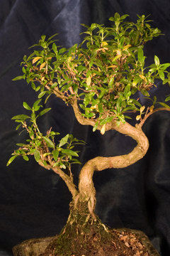 the mighty bonsai!!!!