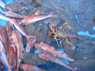 pescado en venta
