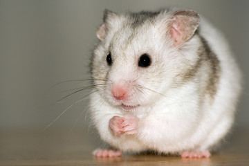 white hamster sitting