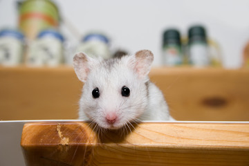 Fototapeta premium hamster in larder