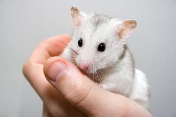 Fototapeta na wymiar hamster in hand