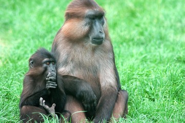 macaques