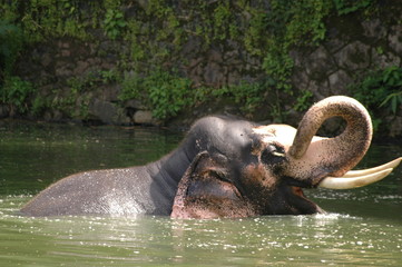 elephant