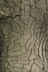 tree bark detail