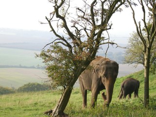 Fototapeta premium elephants