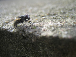 fliege