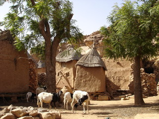 brebis dans le village de songho (mali)