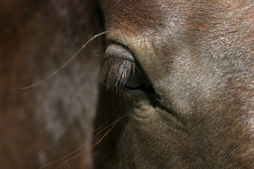 Naklejka premium foal eye