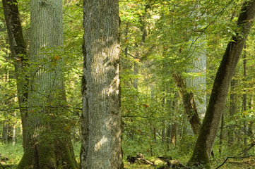 Fototapeta premium old forest full of autumnal light