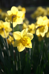 daffodils