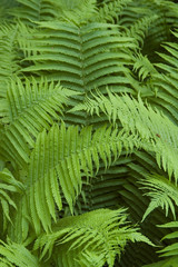 ferns in the natural forest