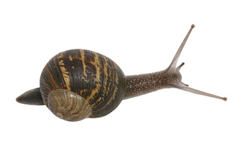 snail