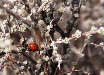 ladybug in white