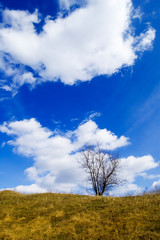 Obraz premium the tree